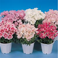 Satin Mix Godetia