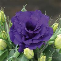Julietta Blue Lisianthus