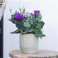 Julietta Blue Lisianthus