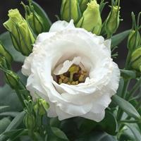 Julietta White Lisianthus