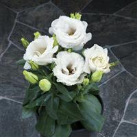 Julietta White Lisianthus