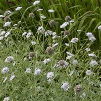 Paper Moon Scabiosa stellata