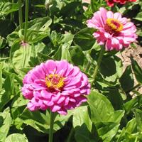 Cut & Come Again Mix Zinnia