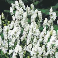 Aconitum cammarum Eleanora
