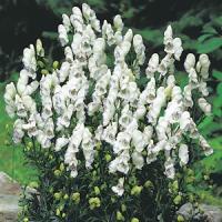 Aconitum cammarum Eleanora