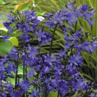 Agapanthus Headbourne Hybrids