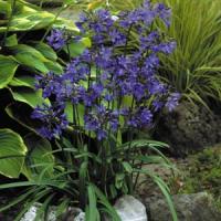 Agapanthus Headbourne Hybrids