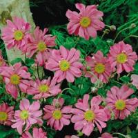 Anemone hupehensis Prinz Heinrich