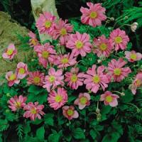 Anemone hupehensis Prinz Heinrich