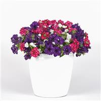 Berry Vibes Trixi®