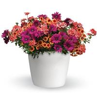 Daisy Dance Trixi®
