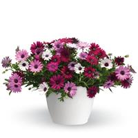 Daisy Falls Trixi®