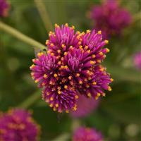 Fireworks Gomphrena