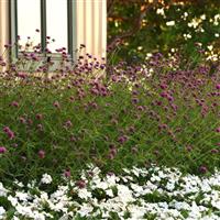 Fireworks Gomphrena