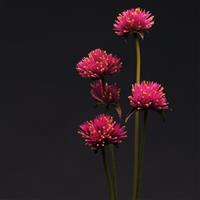 Fireworks Gomphrena