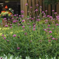 Fireworks Gomphrena