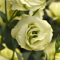 Flare Jade Lisianthus