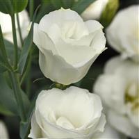 Flare White Lisianthus