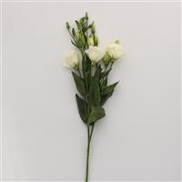 Flare White Lisianthus