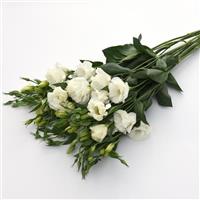 Flare White Lisianthus