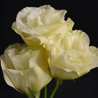 Flare Yellow Lisianthus