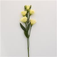Flare Yellow Lisianthus