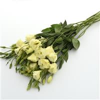 Flare Yellow Lisianthus