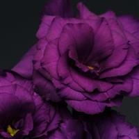 Flare Deep Blue Lisianthus