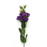 Flare Deep Blue Lisianthus