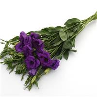 Flare Deep Blue Lisianthus