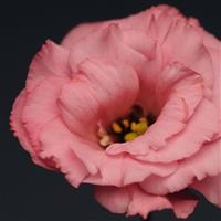 Flare Deep Rose Lisianthus