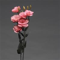 Flare Deep Rose Lisianthus