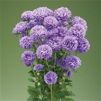 Optimo Alpha Light Blue Cut Flower Aster