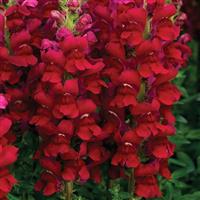 Opus Red III/IV Cut Flower Snapdragon