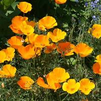 CA Poppy Eschscholzia