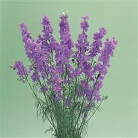 Cannes Lilac Larkspur