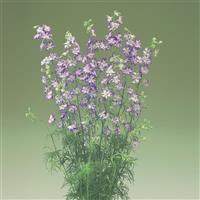 Cannes Purple Picotee Larkspur