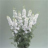 Cannes White Larkspur