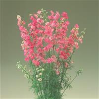 Cannes Rose Stripe Larkspur