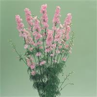 Cannes Crystal Pink Larkspur