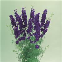 Cannes Deep Blue Larkspur