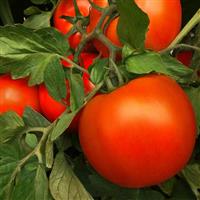 Laguna Red Tomato