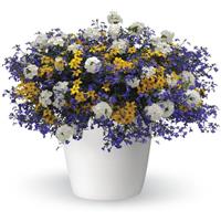 Out of the Blue Trixi®