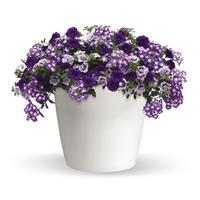 Purple Lace Trixi®