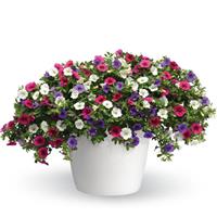 Wild Berry Trixi®