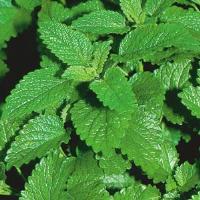  Lemon Balm