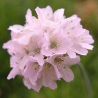 Armeria maritima Alba