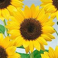 Premier Lemon Sunflower
