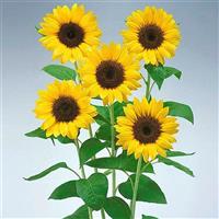 Premier Lemon Sunflower