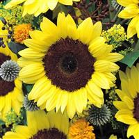 Premier Light Yellow Sunflower